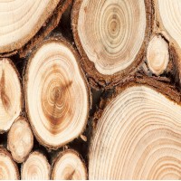 Holz